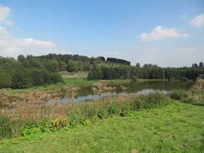 Fakkeltocht door het Hoge Bergse Bos