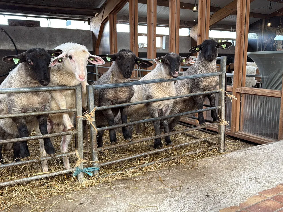 Belevenisboerderij Schieveen: natuur, dieren en plezier voor het hele gezin