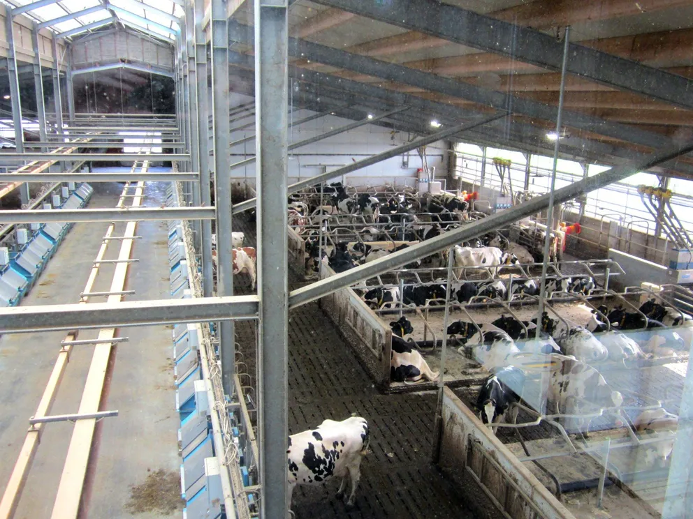 Boerderij Het Lansingerland in Bergschenhoek: landwinkel, verse melk en terras