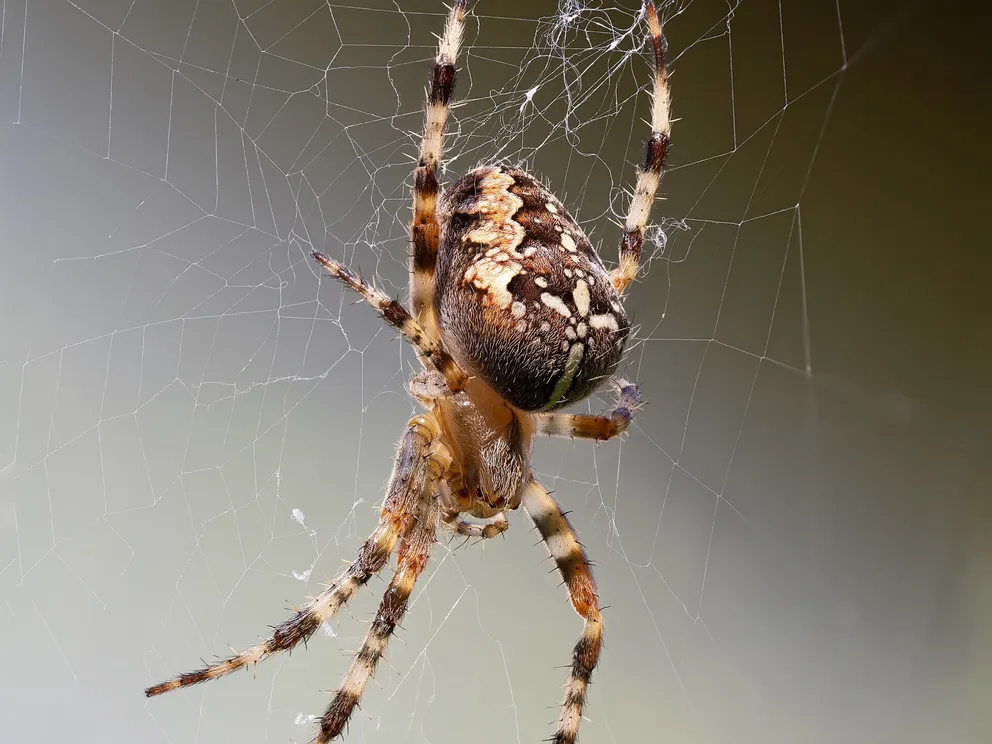 Anansi de spin viert feest in bibliotheek Bleiswijk