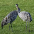 Najaarsexpositie in De Leeuwerik in Bleiswijk: kraanvogels, elanden en Delftse vierkantjes
